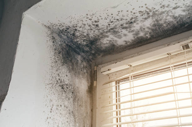 Affordable Hvac And Air Duct Mold Remediation solutions in Roanoke, IL
